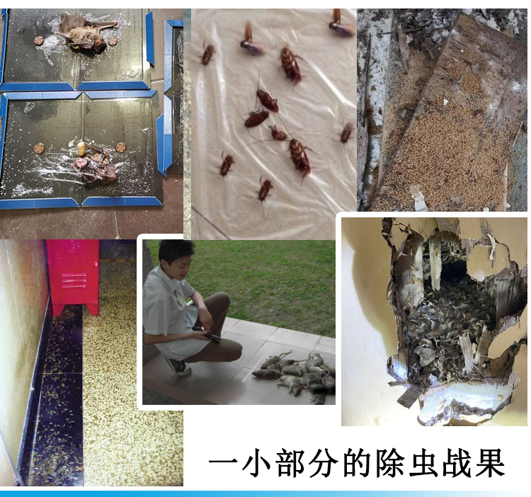 四害防治，科学灭鼠